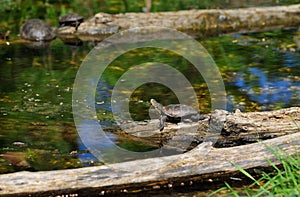 european pond terrapin, emys orbicularis