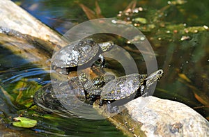 european pond terrapin, emys orbicularis