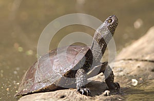 european pond terrapin, emys orbicularis