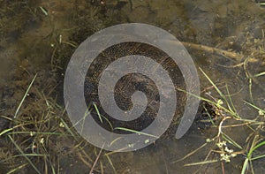 european pond terrapin, emys orbicularis