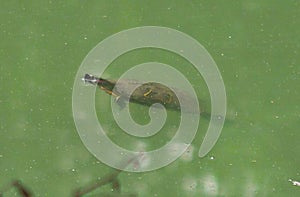 european pond terrapin, emys orbicularis