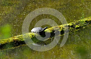 european pond terrapin, emys orbicularis