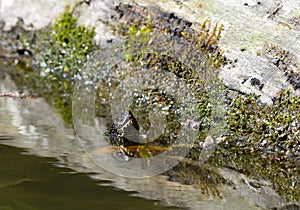 european pond terrapin, emys orbicularis