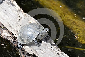 european pond terrapin, emys orbicularis