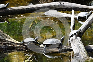 european pond terrapin, emys orbicularis