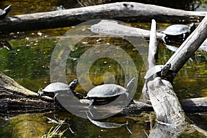 european pond terrapin, emys orbicularis