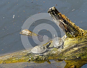 european pond terrapin, emys orbicularis