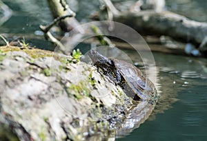 european pond terrapin, emys orbicularis