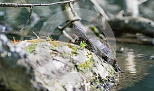 european pond terrapin, emys orbicularis