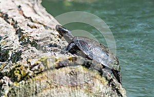 european pond terrapin, emys orbicularis