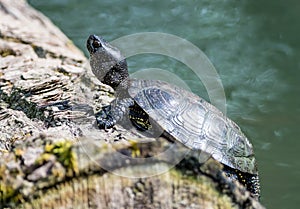 european pond terrapin, emys orbicularis