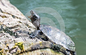 european pond terrapin, emys orbicularis