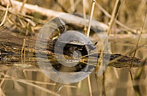 european pond terrapin, emys orbicularis