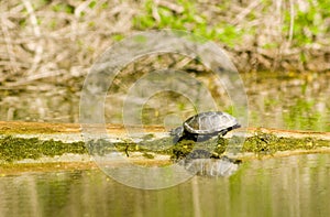 european pond terrapin, emys orbicularis