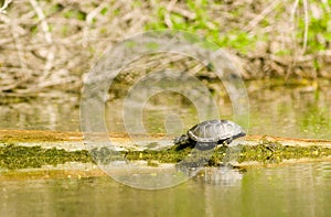 european pond terrapin, emys orbicularis