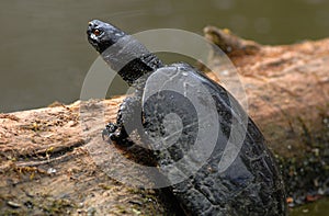 european pond terrapin, emys orbicularis