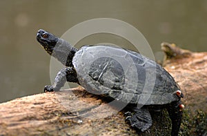 european pond terrapin, emys orbicularis