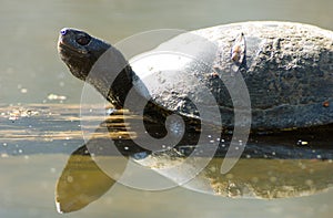 european pond terrapin, emys orbicularis