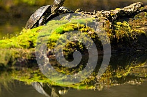 european pond terrapin, emys orbicularis