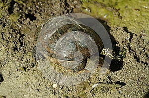 european pond terrapin, emys orbicularis