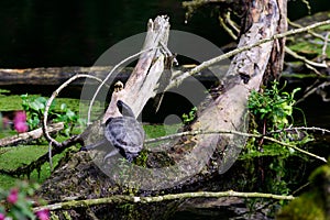 european pond terrapin, emys orbicularis