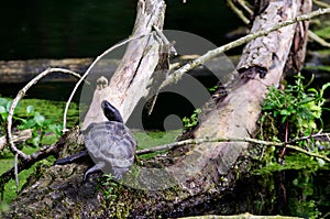 european pond terrapin, emys orbicularis