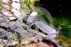 european pond terrapin, emys orbicularis