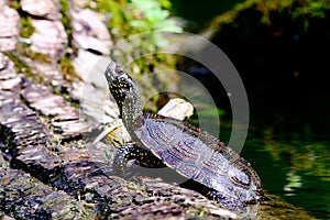 european pond terrapin, emys orbicularis