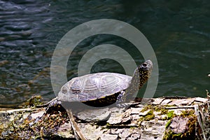 european pond terrapin, emys orbicularis