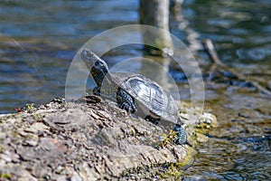 european pond terrapin, emys orbicularis