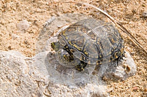 european pond terrapin, emys orbicularis