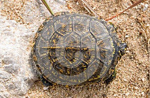 european pond terrapin, emys orbicularis