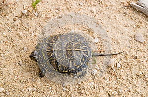 european pond terrapin, emys orbicularis