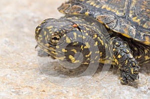 european pond terrapin, emys orbicularis