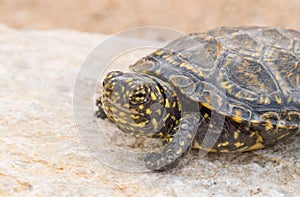 european pond terrapin, emys orbicularis