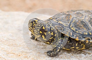 european pond terrapin, emys orbicularis