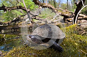 european pond terrapin, emys orbicularis