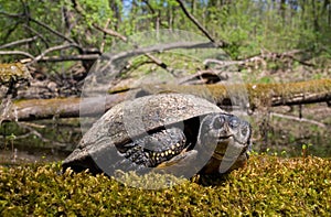 european pond terrapin, emys orbicularis