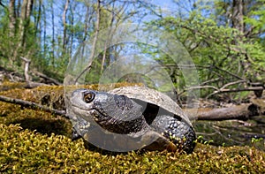 european pond terrapin, emys orbicularis