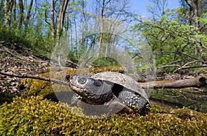 european pond terrapin, emys orbicularis