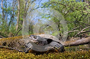 european pond terrapin, emys orbicularis