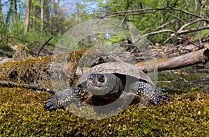 european pond terrapin, emys orbicularis