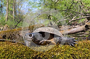 european pond terrapin, emys orbicularis