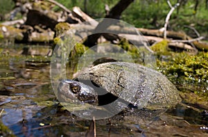 european pond terrapin, emys orbicularis