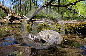 european pond terrapin, emys orbicularis