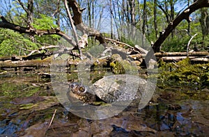 european pond terrapin, emys orbicularis