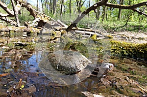 european pond terrapin, emys orbicularis