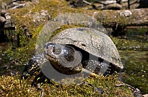 european pond terrapin, emys orbicularis