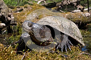 european pond terrapin, emys orbicularis