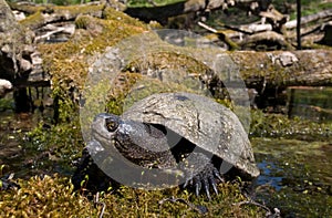 european pond terrapin, emys orbicularis